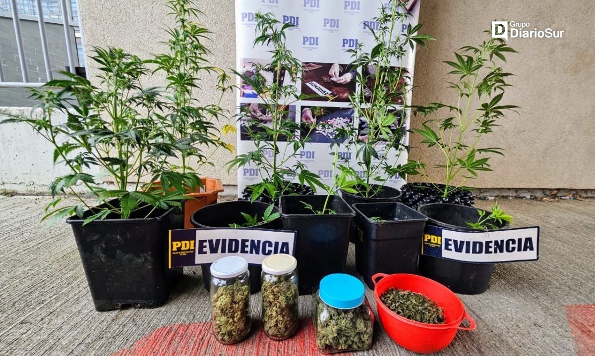 PDI detiene a sujeto por indoor de cannabis en Rahue Alto