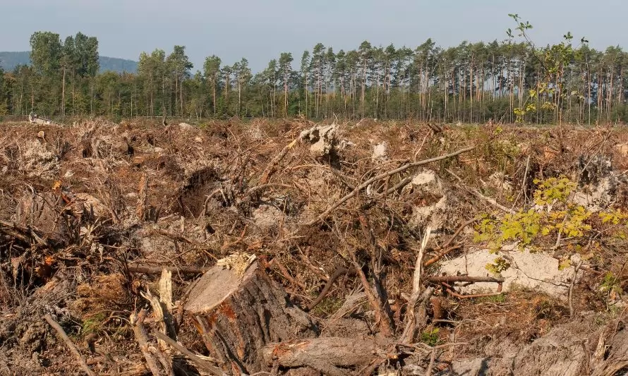 SAG indaga responsabilidad de funcionario acusado por tala ilegal de bosques 