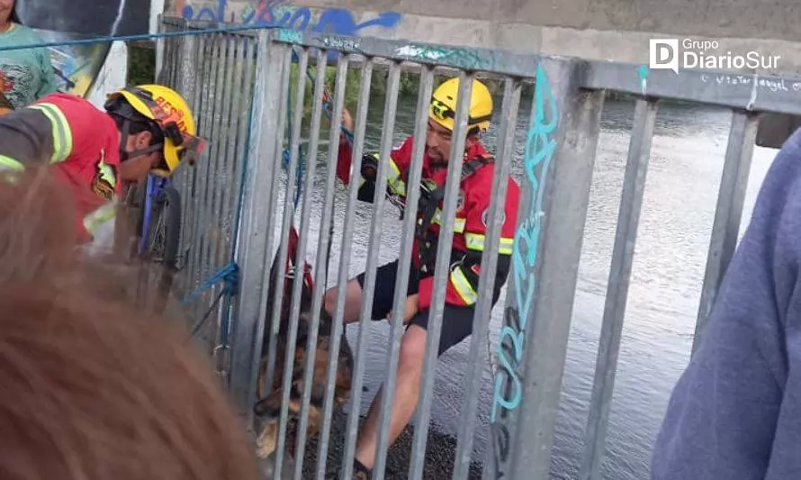Final feliz: personal de Urat Osorno rescató a perrito atrapado bajo el puente San Pedro