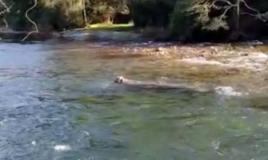 Video de supuesta criatura en río de Futrono suma nuevo misterio y preocupación