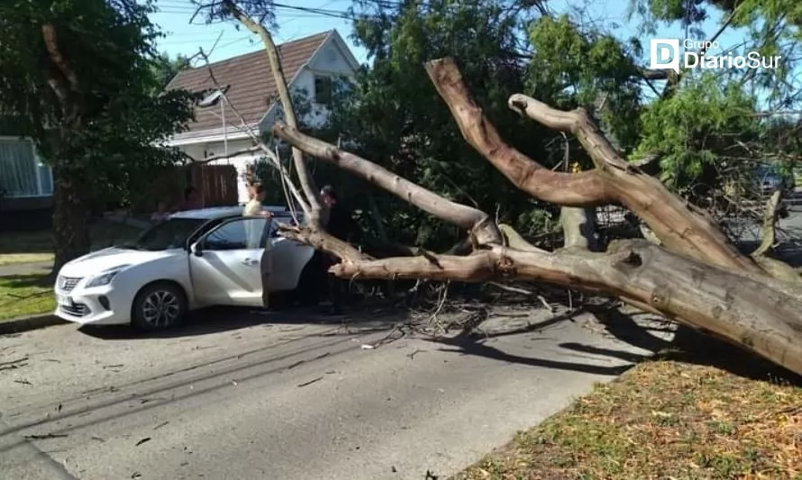 Osorno: árbol cayó sobre vehículo en el sector oriente de la ciudad