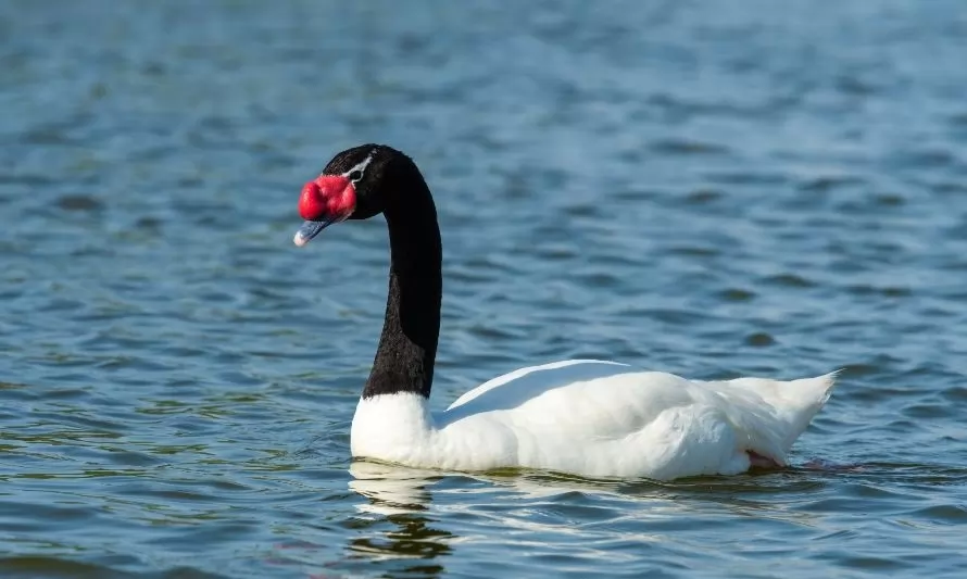Incineran centenar de cisnes afectados por gripe aviar