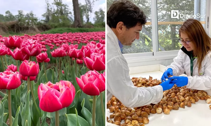 SAG certifica exportación de maravillosos bulbos de tulipán desde Puyehue