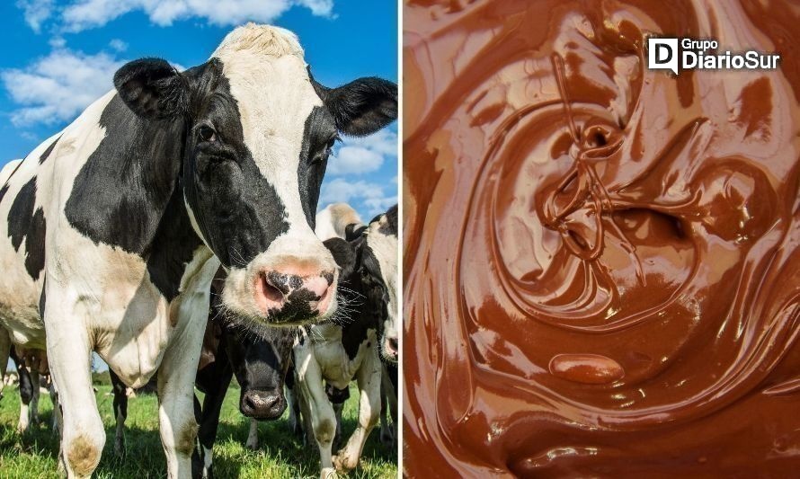 Osorno promociona turismo invernal con la vaca de chocolate más grande del mundo