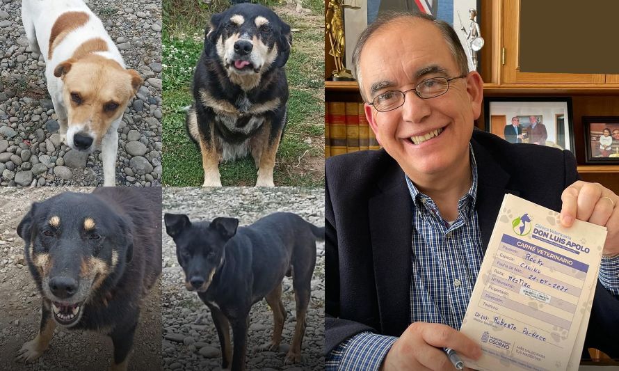 Municipio de Osorno anuncia la adopción oficial de 4 perros abandonados