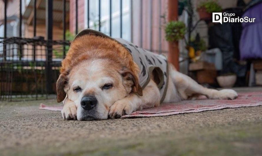 Osorno de luto: perrito "Luis Apolo", símbolo de la ciudad, ha muerto
