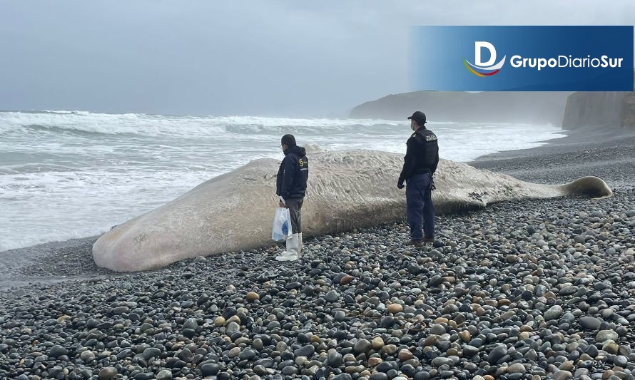 Nuevo varamiento de un cetáceo en las costas de la Región de Los Lagos