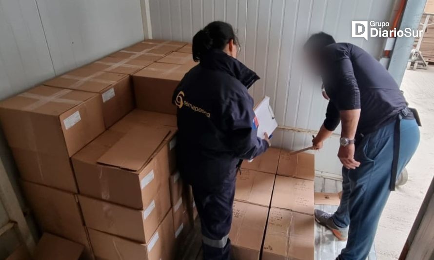 Sernapesca sorprende almacenamiento locos de origen ilegal en Puerto Montt