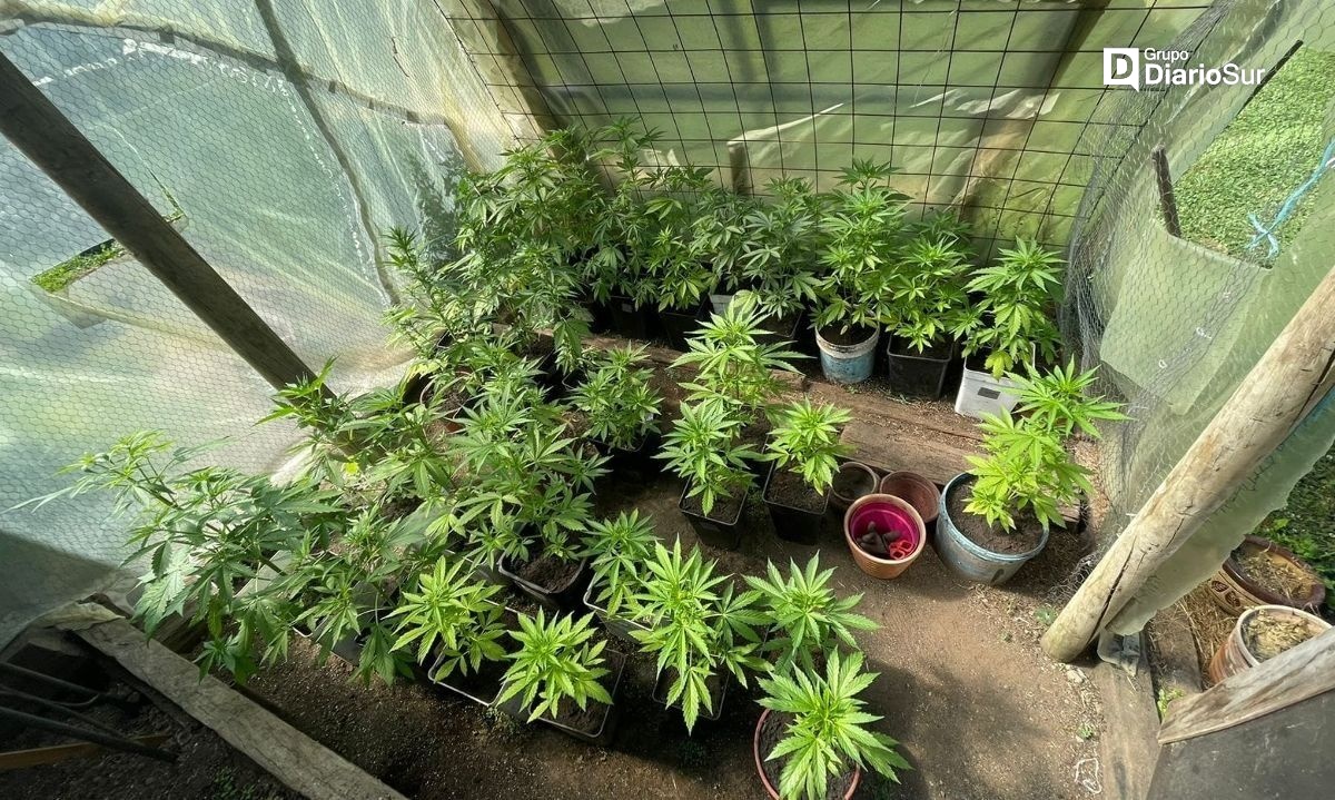 PDI detiene a hombre que mantenía cultivo de cannabis en Osorno