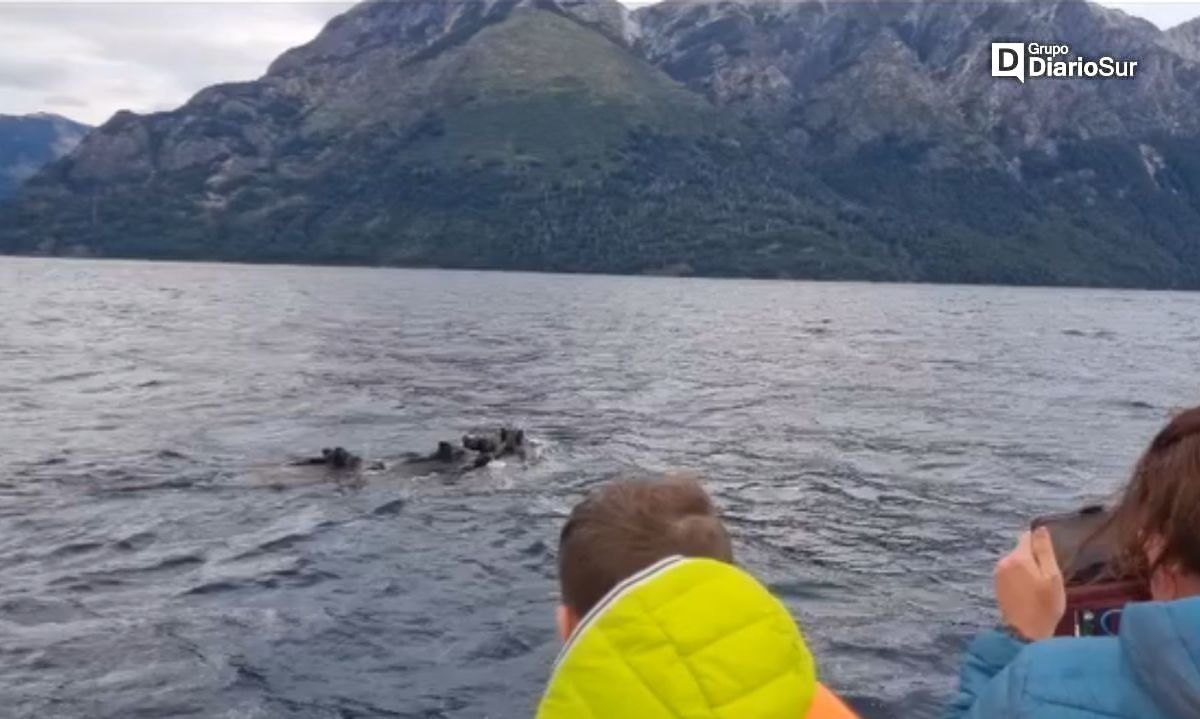Grupo de jabalíes nadadores sorprenden a turistas en lago Nahuel Huapi en Argentina