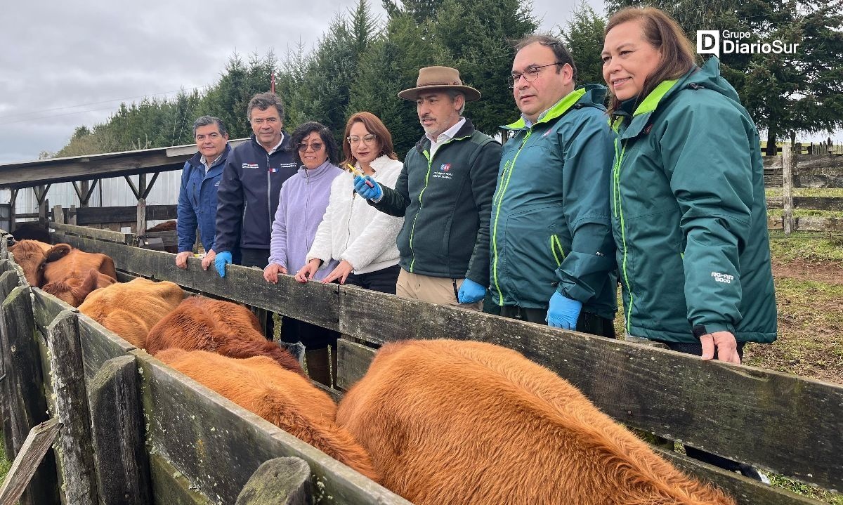 Inician en Purranque plan que busca erradicar en Chile la brucelosis bovina
